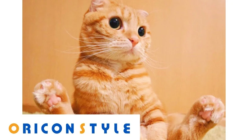 Youtuberルーレット ランダム表示