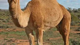 動物ルーレット ランダム表示